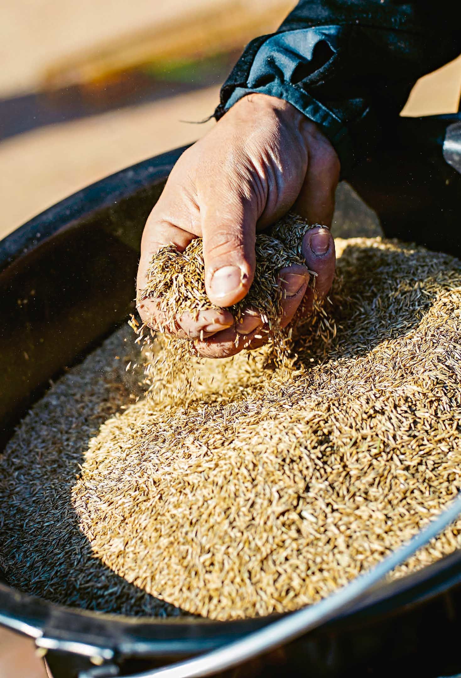 Die Zeit ab Ende April ist ideal für die Aussaat des Rasens. Damit die Samen keimen können, braucht es tagsüber Tempera­turen von mindestens 10 Grad Celsius.