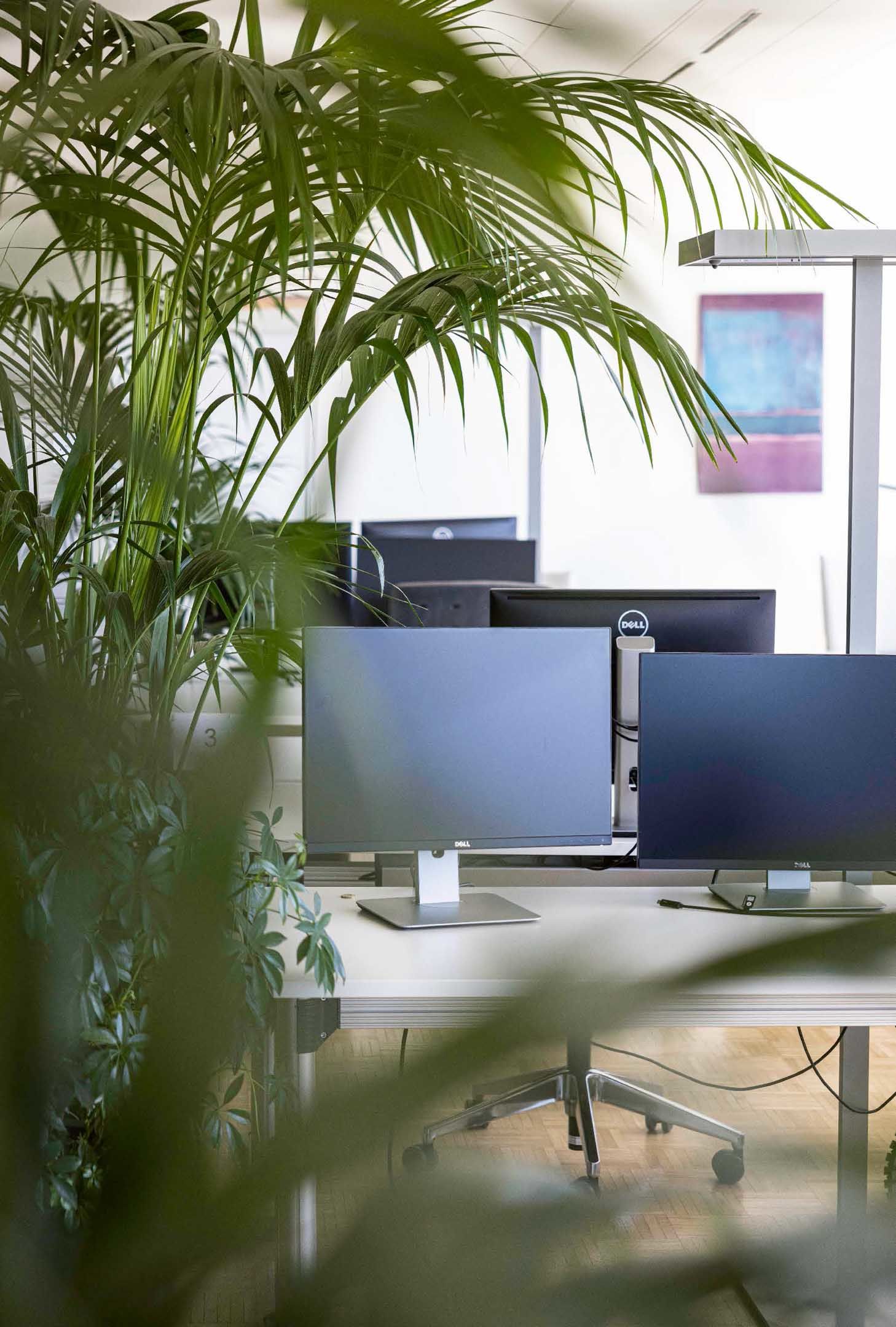 Pflanzen im Büro haben zahlreiche positive Effekte: Sie reduzieren Stress und der Blick auf etwas Grünes sorgt für Erholung.