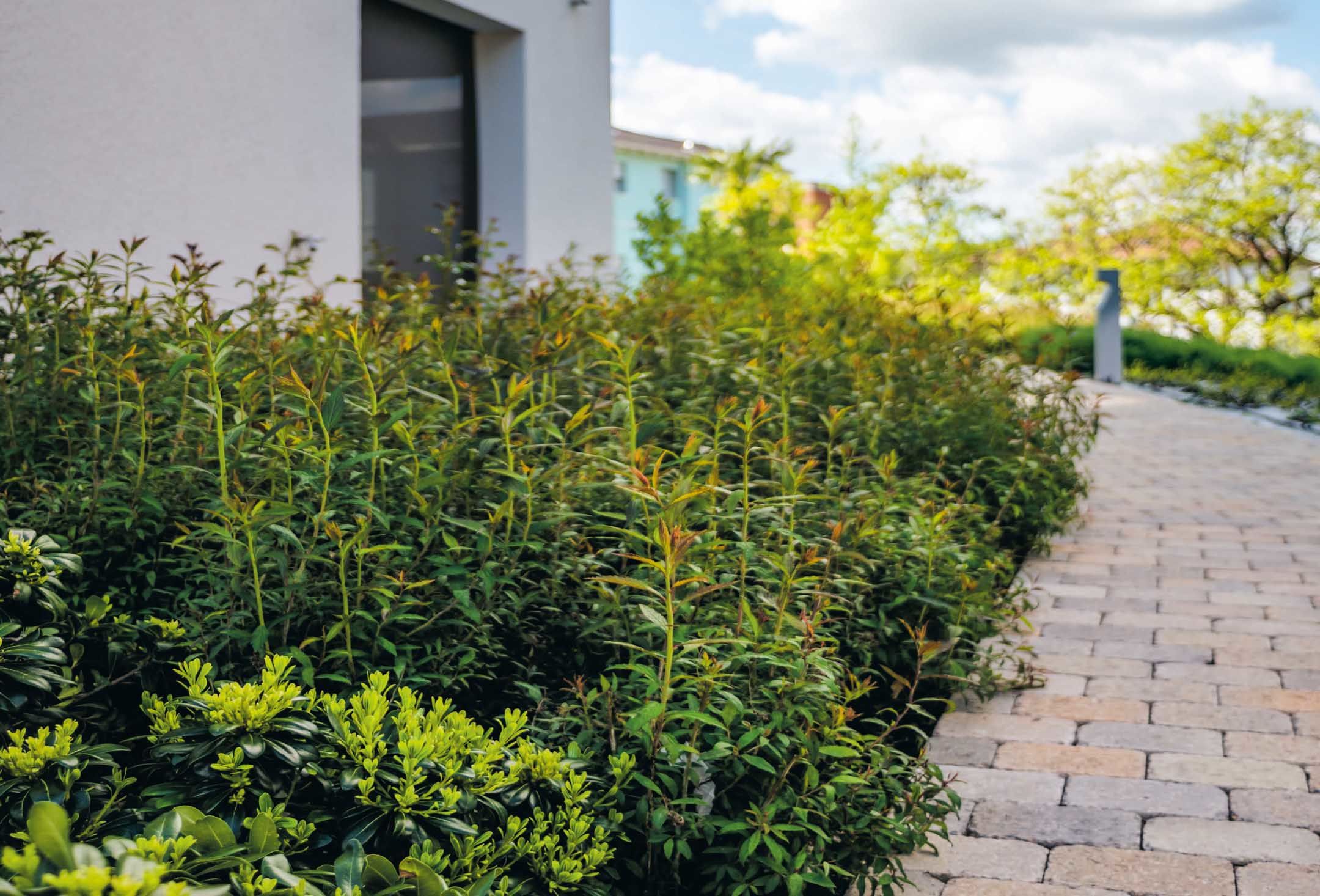 Des plantes supportant les températures élevées ont été spécialement choisies pour le complexe Residenza IN Centro à Mendrisio.<br>Photo: Elizabeth La Rosa