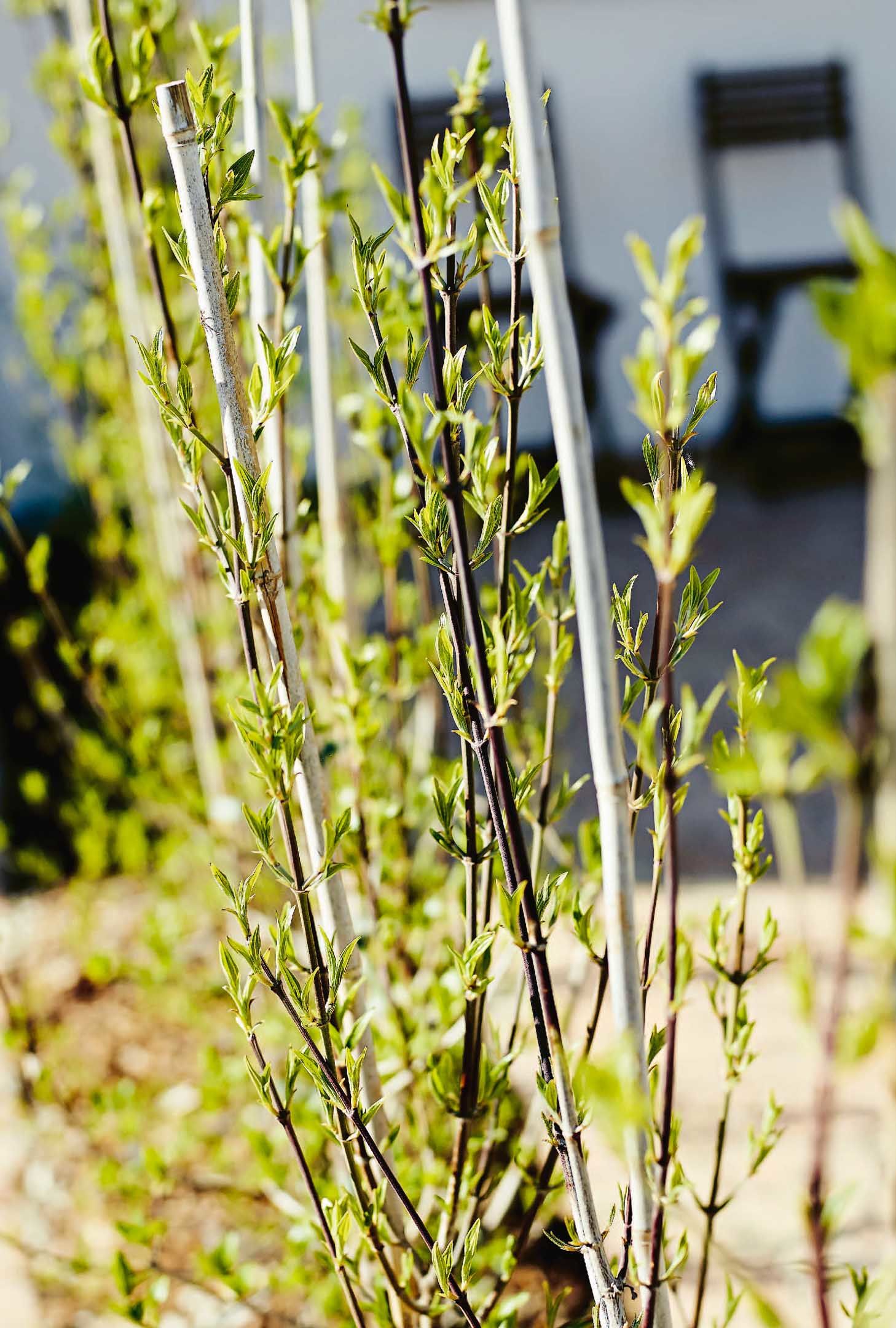 Die einheimische Kornelkirsche eignet sich als leichter Sichtschutz zwischen den Sitzplätzen.