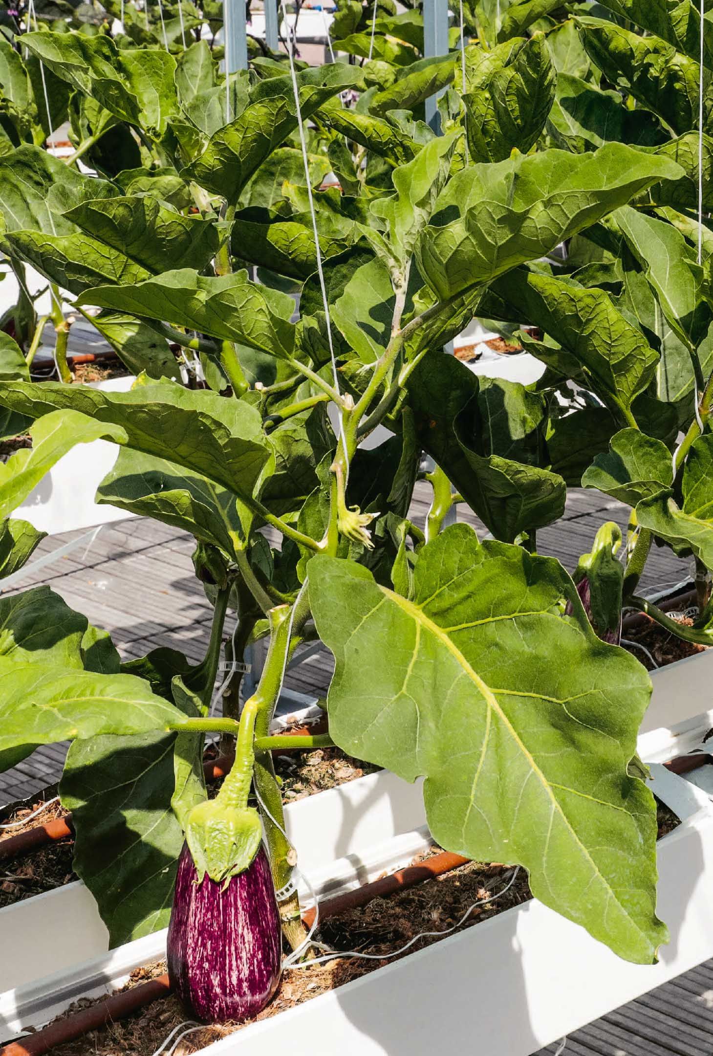 Urban gardening, supersized: a giant rooftop farm on the roof of an expo building, with 30 plant species growing over 14,000 square metres.<br>Photo: Frederic Reglain, Alamy Stock Photo